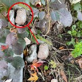 PANGAEA Hide-a-Spare-Key Fake Rock - Looks & Feels Like Real Stone - Safe for Outdoor Garden or Yard, Geocaching (Pebble - Brown)