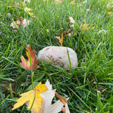 PANGAEA Hide-a-Spare-Key Fake Rock - Looks & Feels Like Real Stone - Safe for Outdoor Garden or Yard, Geocaching (Pebble - Brown)